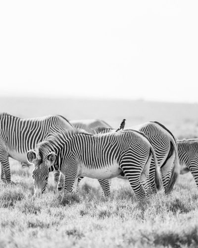 000016750005_c_and_r (1)